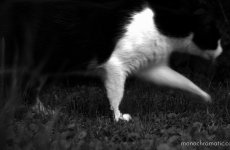 Leben in schwarz-weiß Stalker in the Night